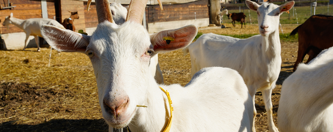 Formaggi di Capra Sisagro Animali